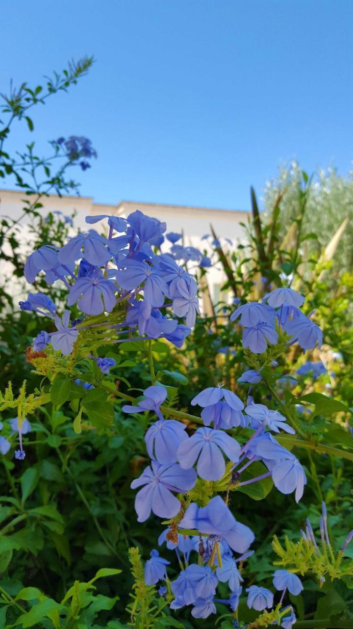 Bed and Breakfast The Proud Garden Carovigno Exteriér fotografie